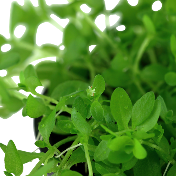 Micranthemum Glomeratum (50-Stems) - Image 3