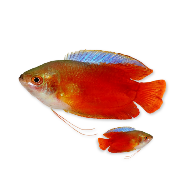 Blood Red Flame Dwarf Gourami