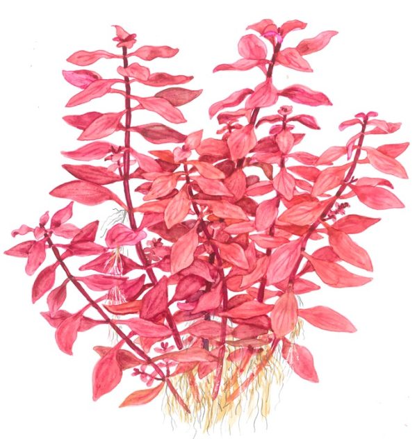 Ludwigia Palustris 'Red' (10-Stems) - Image 3