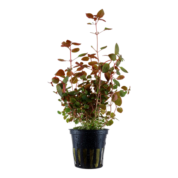 Ludwigia Palustris 'Red' (10-Stems)