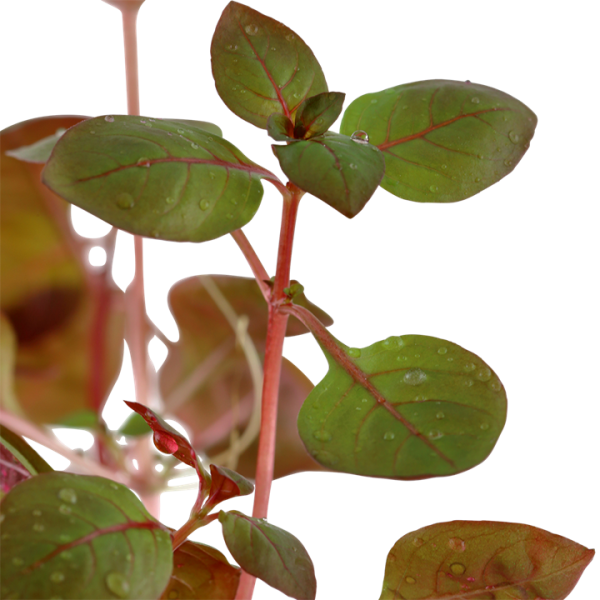 Ludwigia Palustris 'Red' (10-Stems) - Image 2