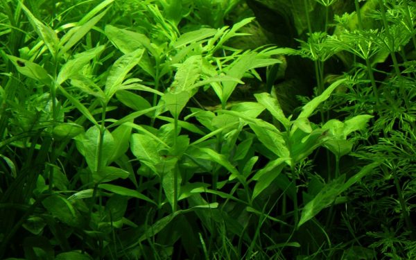 Hygrophila Polysperma (10-PCS) - Image 2