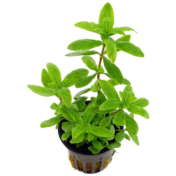 Hygrophila Polysperma (10-PCS)