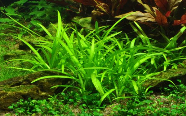 Sagittaria Dwarf (15-PCS) - Image 2