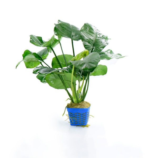 Anubias Ficus Live Plant (Large)