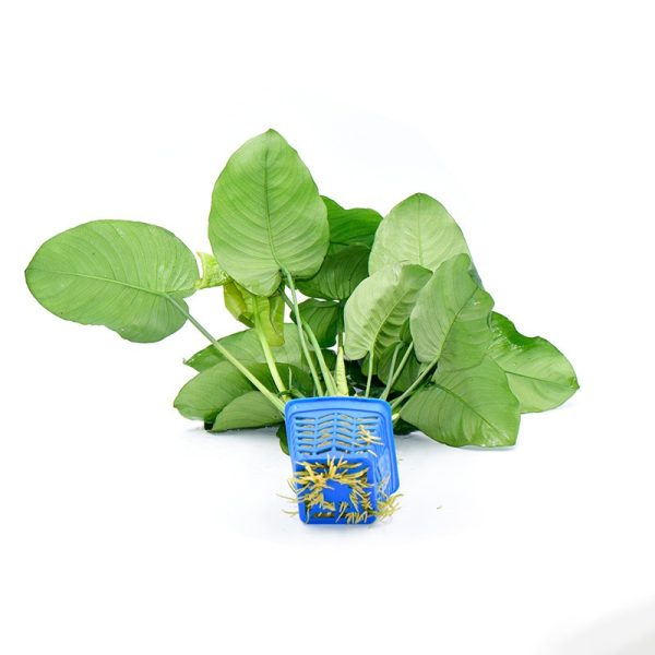 Anubias Ficus Live Plant (Large) - Image 3