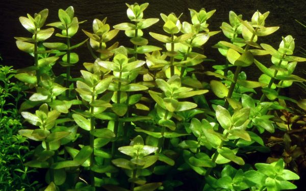 Bacopa Caroliniana (10-Stems) - Image 2