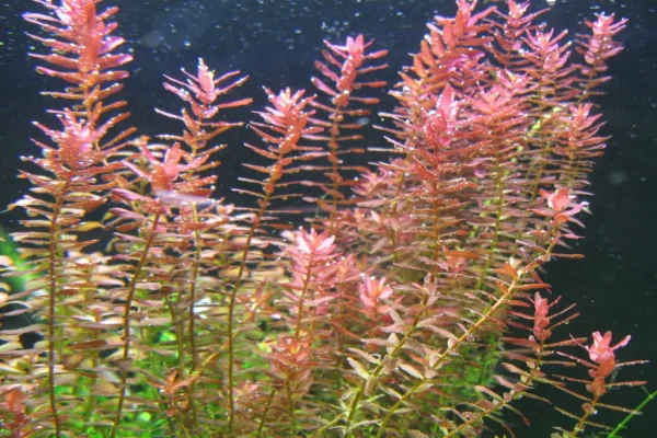 Rotala Rotundifolia 'Pink' (10 PCS) - Image 2