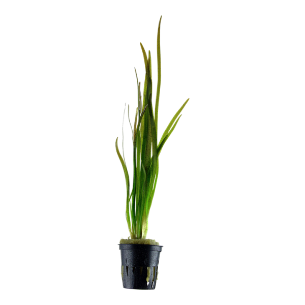 Vallisneria Spiralis (10-Pcs)