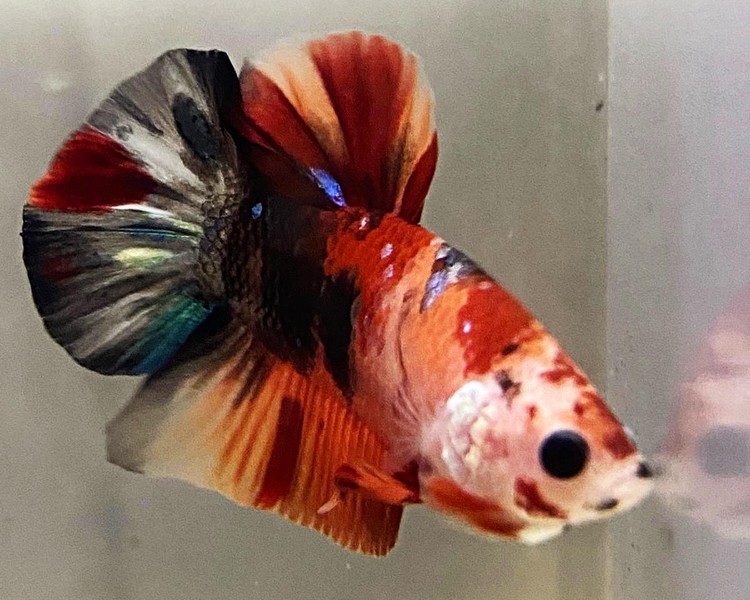 candy koi betta fish