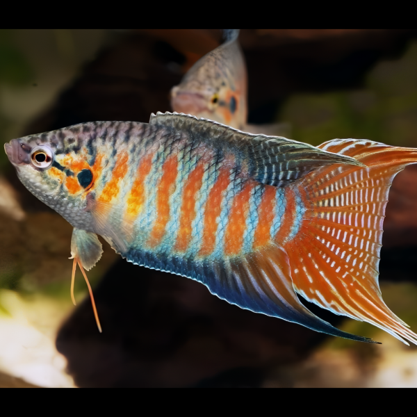 Paradise Fish (3.5cm - 4cm)