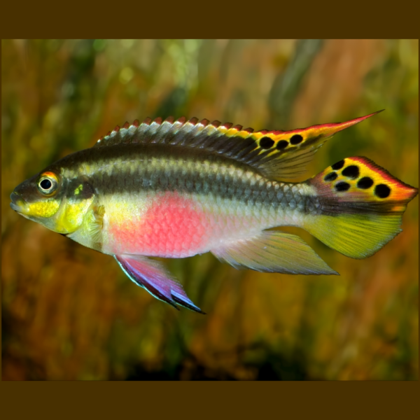 Kribensis Cichlid (M)