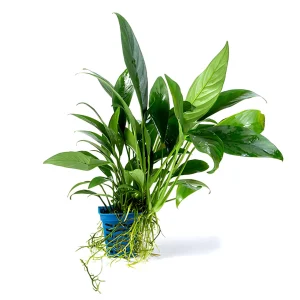 Anubias Congensis 'Pointed Leaf' XL