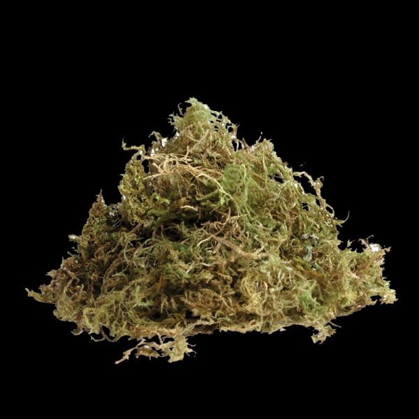 COOL CLIMB Dry Terrarium Moss (100g) - Image 3