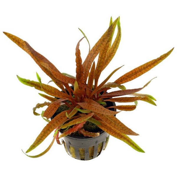 Cryptocoryne Albida 'Brown'