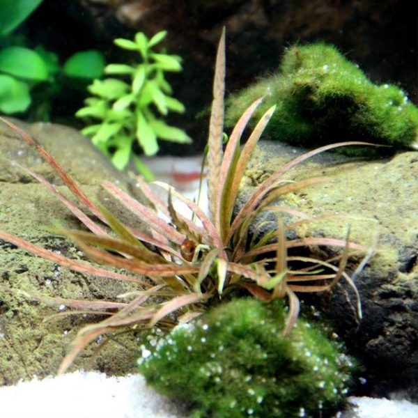 Cryptocoryne Albida 'Brown' - Image 2