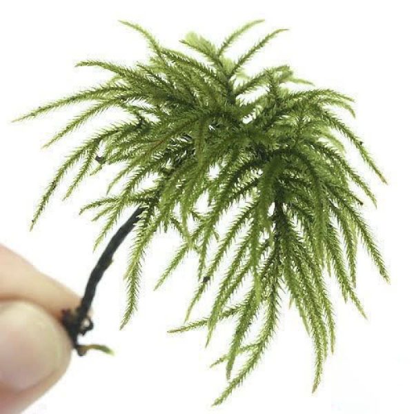 Palm Moss For Micro-Landscape (5Pcs Pack)