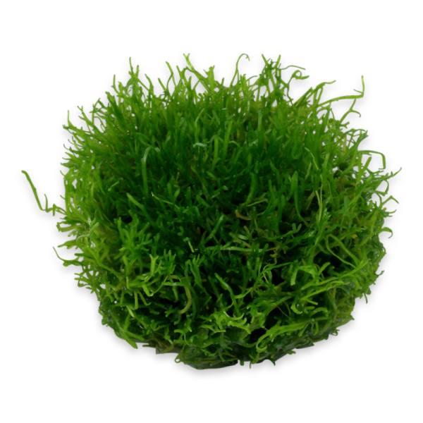 Moss Riccia Fluitans