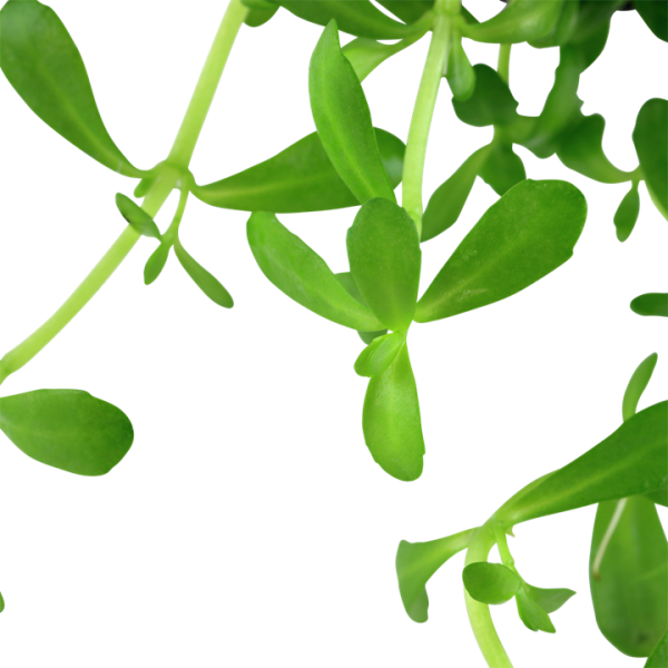 Bacopa Monnieri 'Compact' (10-PCS) - Image 2