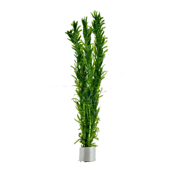 Anacharis Densa (10 Stems)