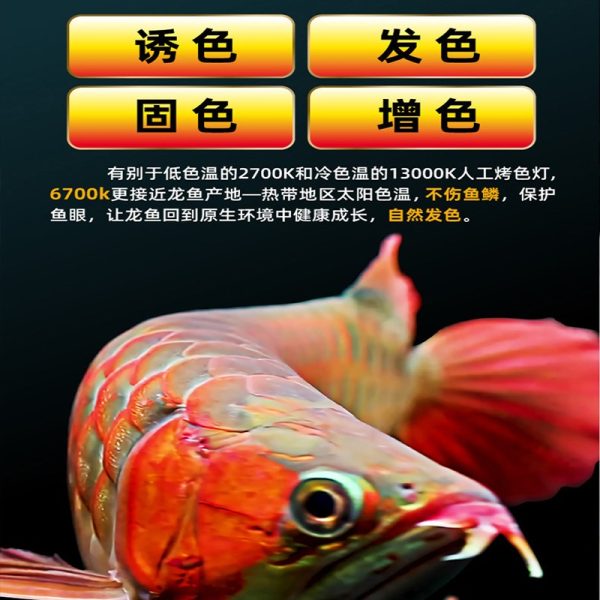 NEO SOLAR Fish Brightening Lamp - Image 5