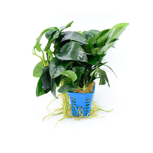 Anubias King Live Plant (Large)