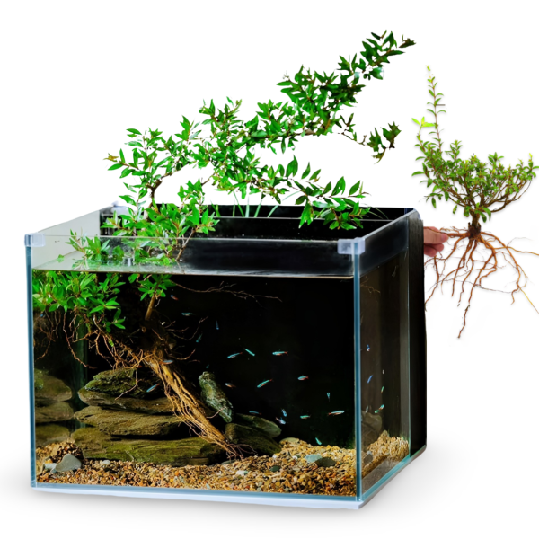 BAYBERRY Live Plant Fish Tank Decor