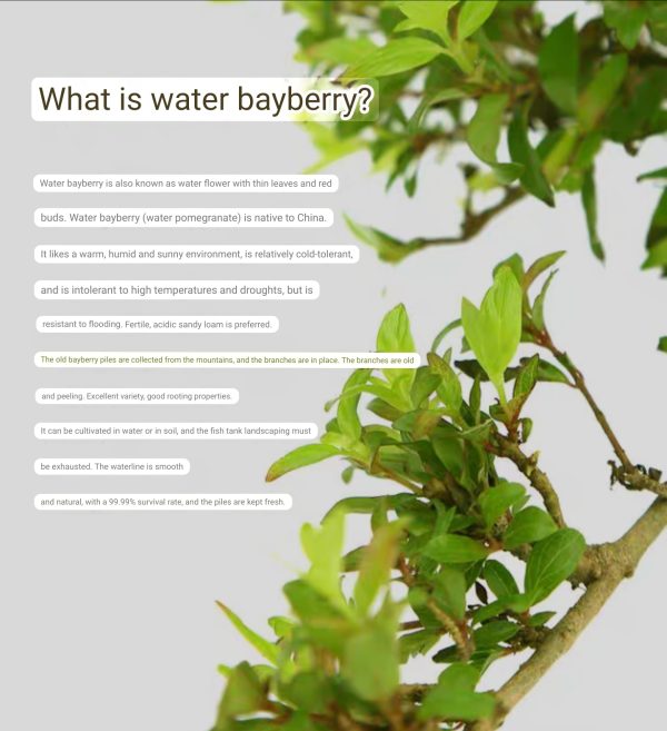 BAYBERRY Live Plant Fish Tank Decor - Image 3