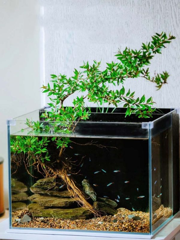 BAYBERRY Live Plant Fish Tank Decor - Image 5