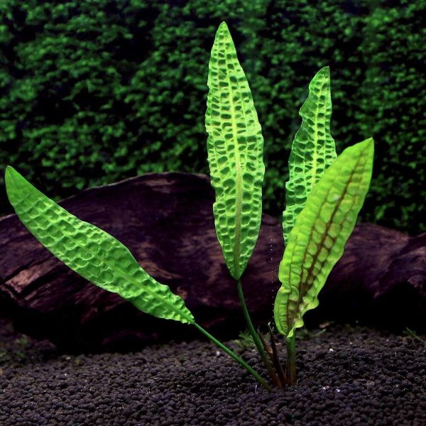 Cryptocoryne Aponogetifolia 'Philippine' - Image 2