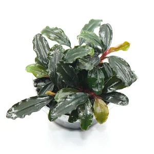 Bucephalandra 'Brownie Ghost'